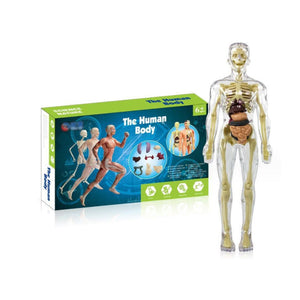 Kinderanatomiemodell Skelett 3D-Modell des menschlichen Torsos