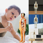 Kinderanatomiemodell Skelett 3D-Modell des menschlichen Torsos